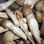 Cách bảo quản nấm mối sau khi thu hoạch