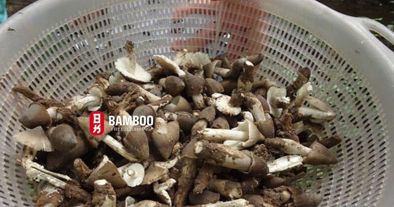 Giá trị dinh dưỡng của nấm mối so với các loại nấm khác