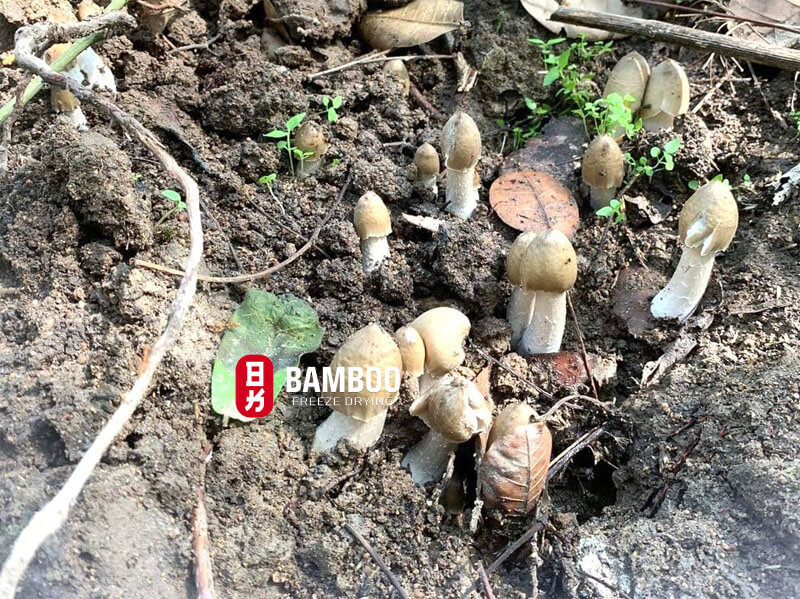 Lợi ích của nấm mối trong việc cải thiện tiêu hóa
