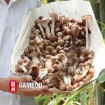 Lợi ích sức khỏe tuyệt vời của nấm mối