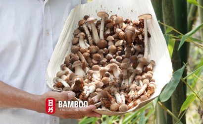 Lợi ích sức khỏe tuyệt vời của nấm mối