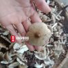 Tại sao nấm mối lại quý và có giá cao?