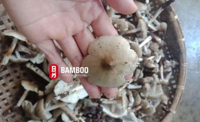 Tại sao nấm mối lại quý và có giá cao?