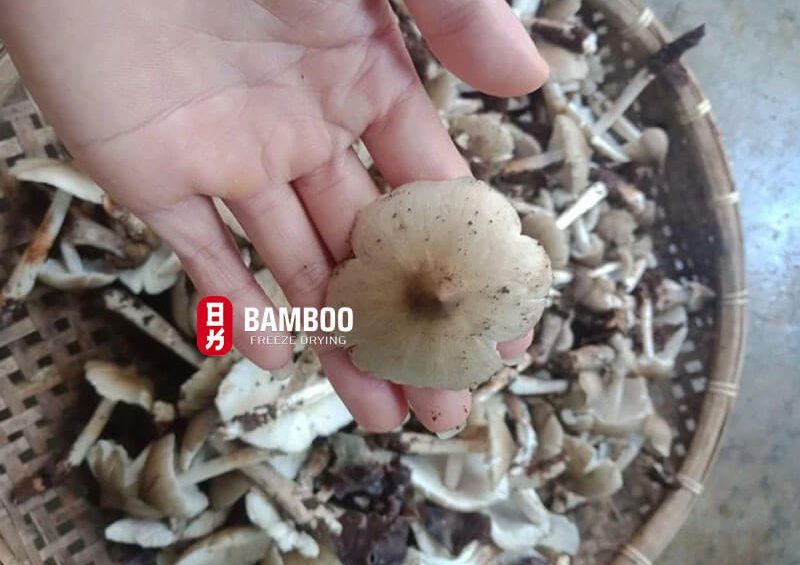 Tại sao nấm mối lại quý và có giá cao?