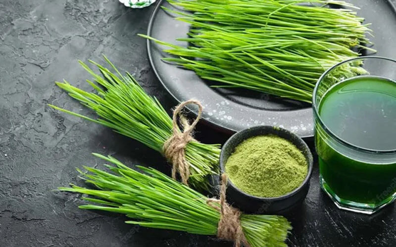 bột cỏ lúa mì sấy công nghệ thăng hoa