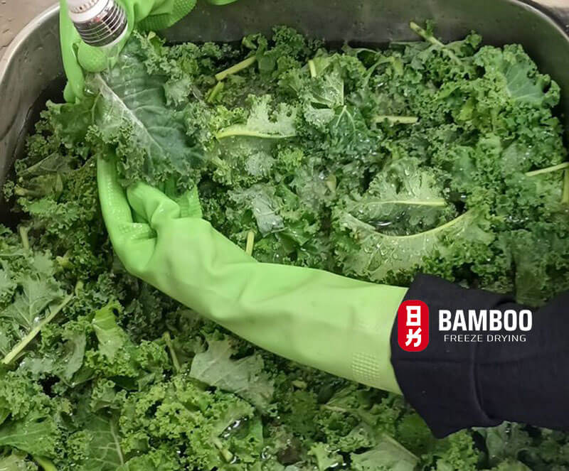 lưu ý khi sử dụng bột cải xoăn kale cho người ăn chay 