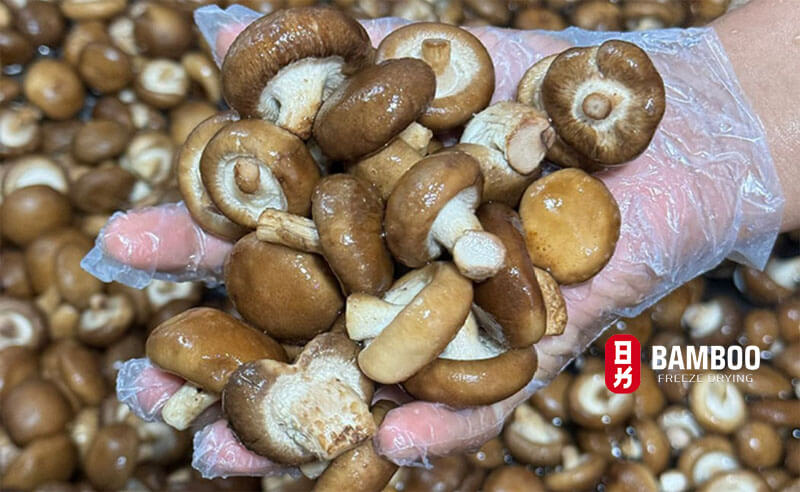 lợi ích của việc sử dụng công nghệ sấy thăng hoa