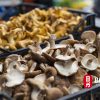 Nấm Sấy Thăng Hoa và Nấm Sấy Thông Thường - Đâu Là Lựa Chọn Tối Ưu