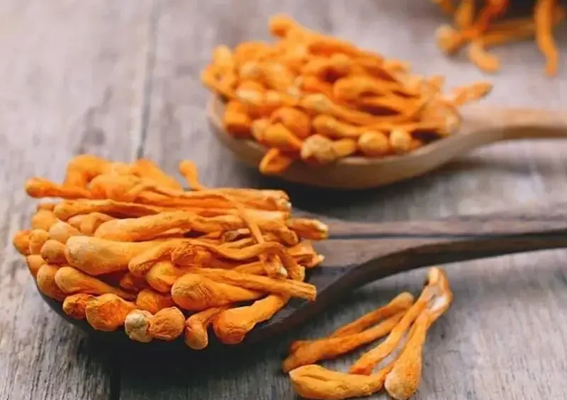 Ứng dụng sấy thăng hoa yến sào, đông trùng hạ thảo