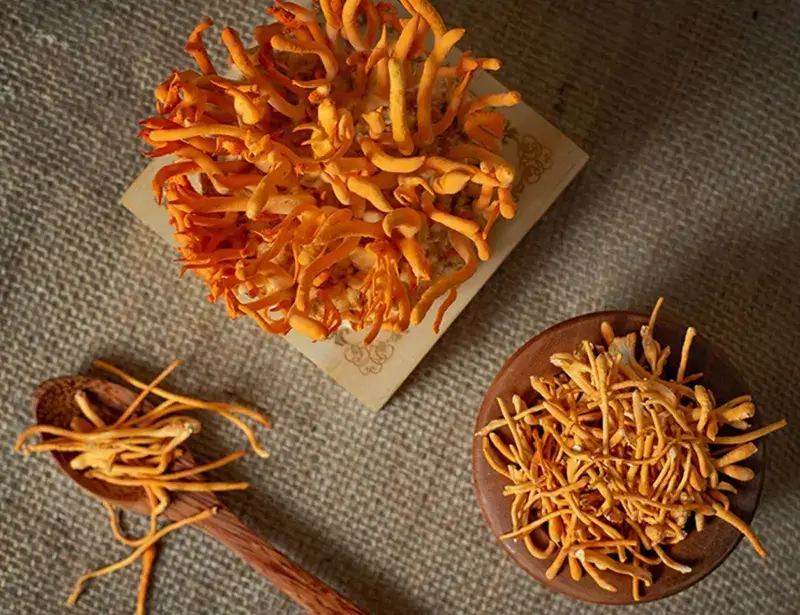 sấy thăng hoa yến sao đông trùng hạ thảo