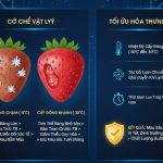 Ảnh Hưởng Của Nhiệt Độ Cấp Đông Đến Màu Sắc Trái Cây